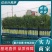 山东莴笋，尖叶莴苣，无脱节空心无裂口！量大质优代发全国