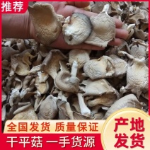 【实力推荐】干平菇大量供应自然烘干商超品质一手货源