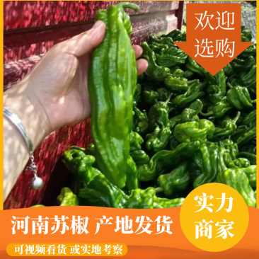 苏椒产地鲜辣椒河南辣椒基地直供量大从优欢迎来电