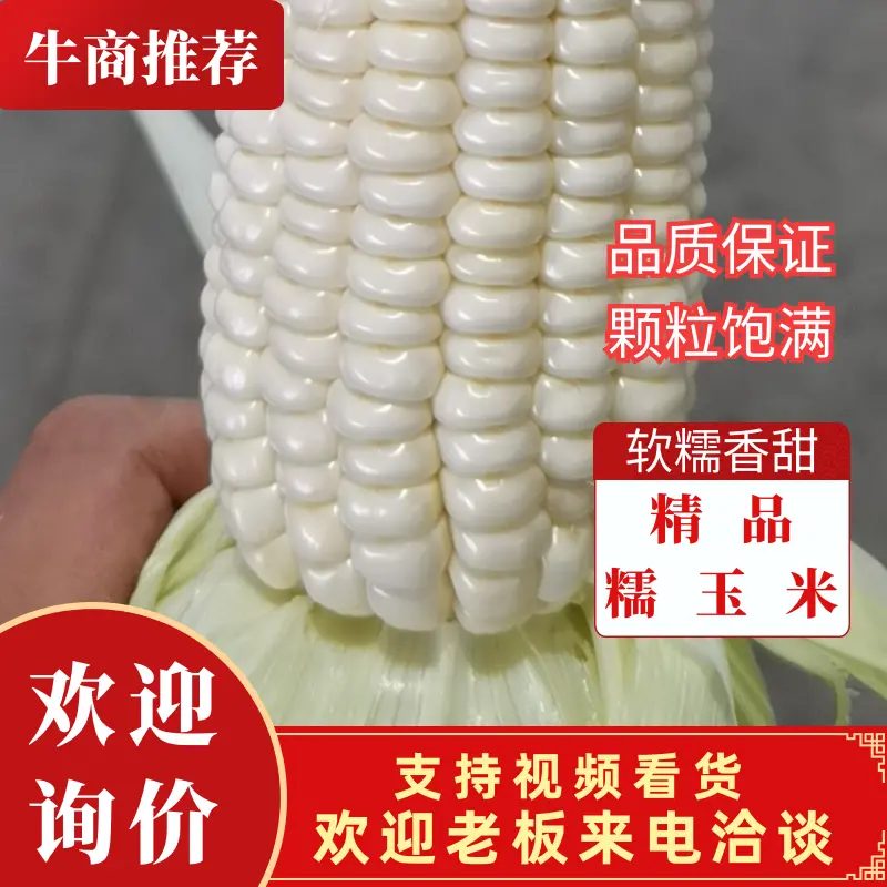 水果玉米/山西万糯2000/白糯黄甜糯/水果玉米/彩糯/黑糯