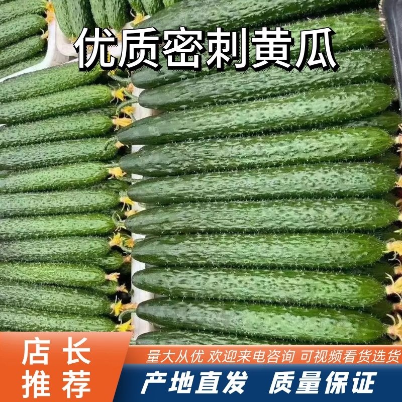 密刺黄瓜鲜花带刺25公分以上质量好价格低视频看货等您来电