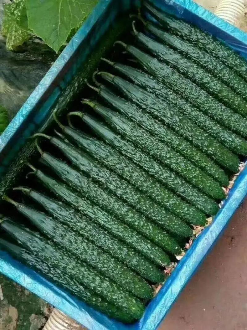 密刺黄瓜鲜花带刺25公分以上质量好价格低视频看货等您来电