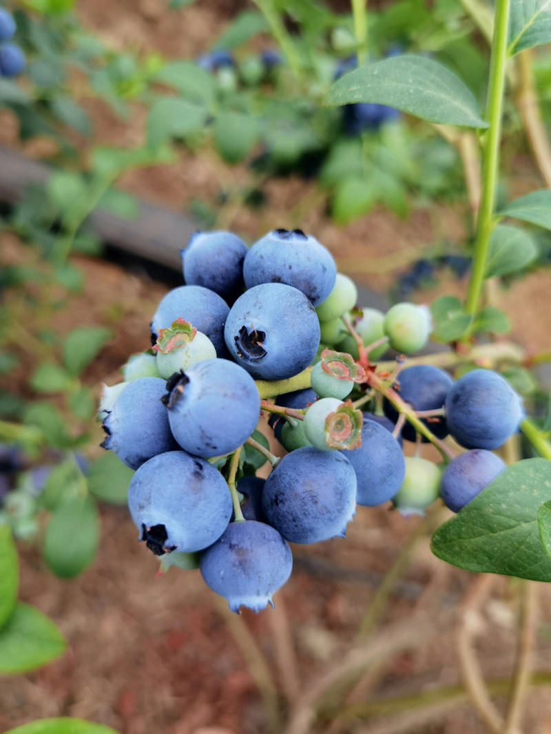 奥尼尔蓝莓苗存活率高产量高抗病性强保湿发货