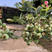 奥尼尔蓝莓苗存活率高产量高抗病性强保湿发货