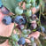 兔眼蓝莓苗保湿发货挂果快存活率高死苗补发