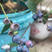 兔眼蓝莓苗保湿发货挂果快存活率高死苗补发
