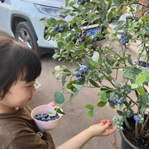 甜蜜蜜蓝莓苗现挖现发保湿发货存活率高产量高