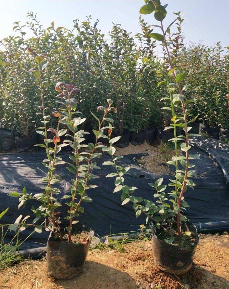 双丰蓝莓苗包品种包成活现挖现发量大优惠
