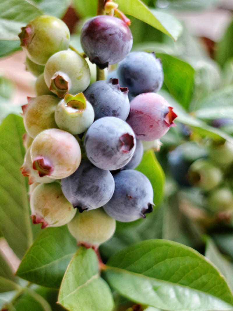 蓝丰蓝莓苗现挖现发量大优惠存活率高挂果快