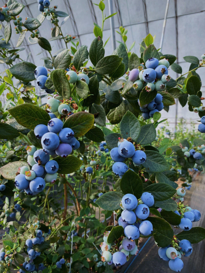 蓝丰蓝莓苗现挖现发量大优惠存活率高挂果快
