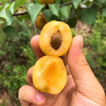 珍珠油杏树苗包品种包成活现挖现发保湿发货