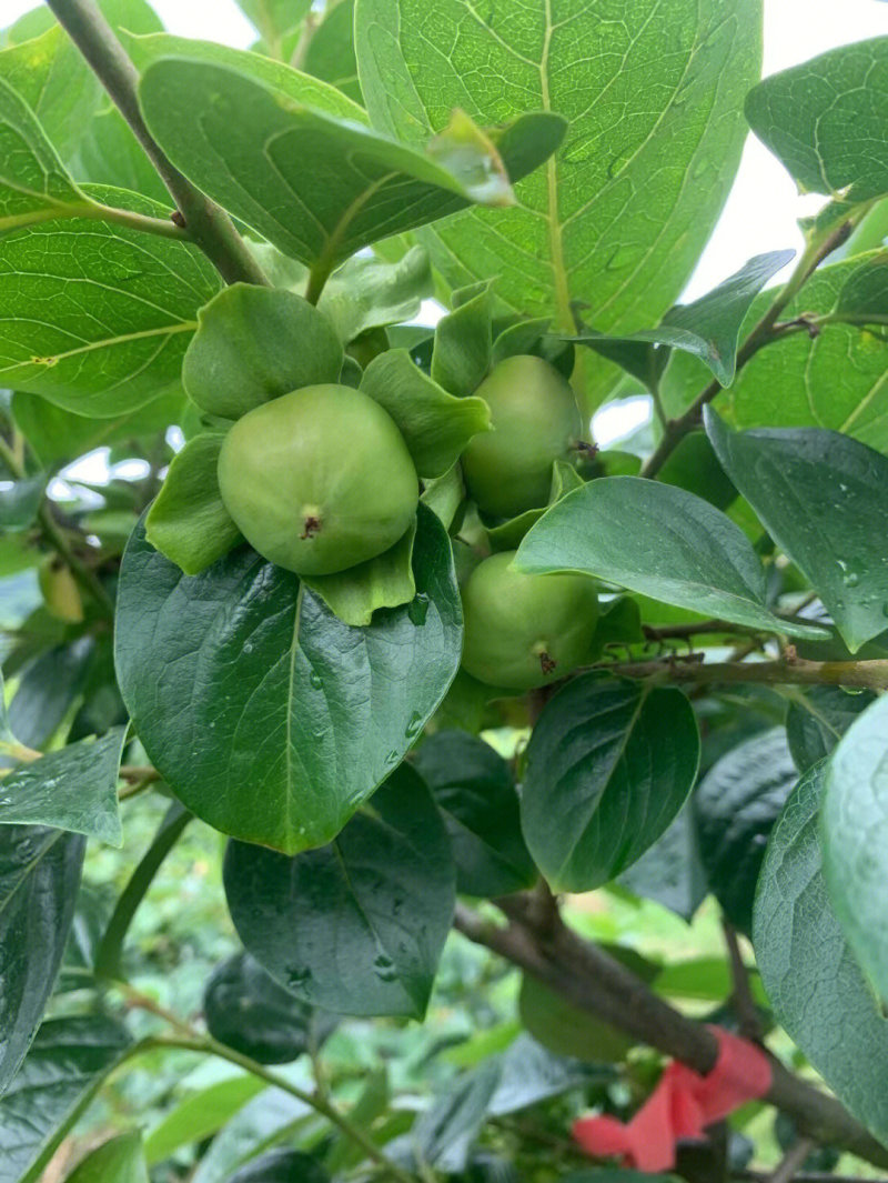 大秋脆柿嫁接苗根系发达当年结果太秋