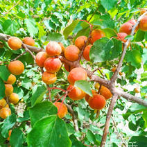 红梅杏树苗包成活包品种挂果快产量高