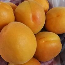 荷兰香蜜杏树苗存活率高产量高现挖现发