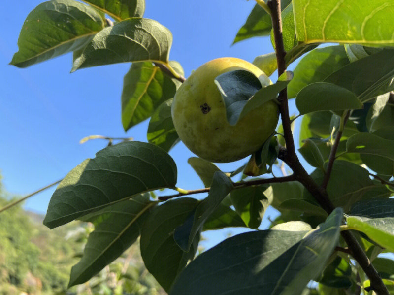 太秋甜柿子苗柿子树苗根系发达保湿发货