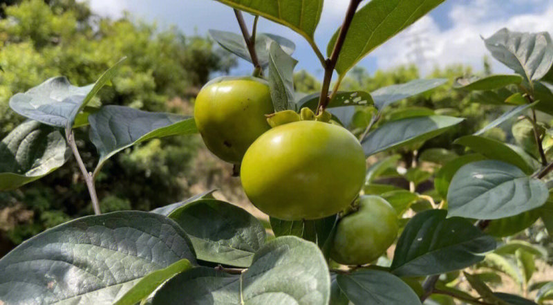 太秋甜柿子苗柿子树苗根系发达保湿发货