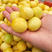 小白杏树苗包成活包品种先挖现发保湿发货
