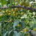 小白杏树苗包成活包品种先挖现发保湿发货