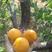 巨蜜王杏树苗包成活包品种挂果快现挖现发