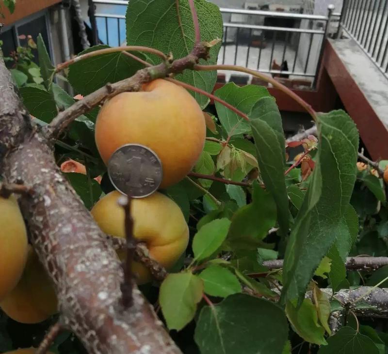 巨蜜王杏树苗包成活包品种挂果快现挖现发