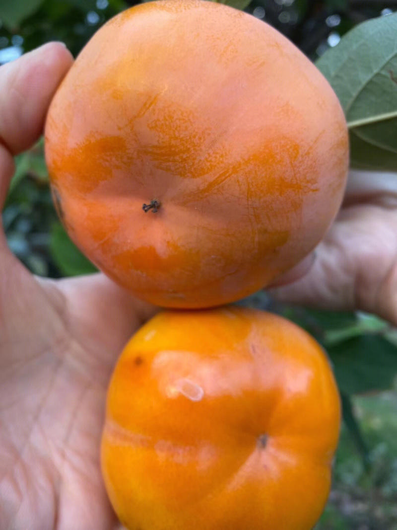 罗田甜柿子苗根系发达保湿发货产量高挂果快