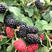 黑树莓苗产量高挂果快量大优惠根系发达保湿发货