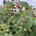 红宝玉树莓苗挂果快产量高根系发达死苗补发
