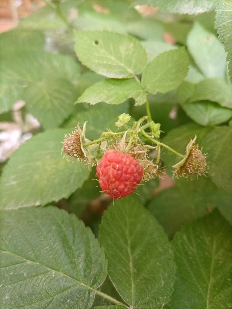 红宝玉树莓苗挂果快产量高根系发达死苗补发