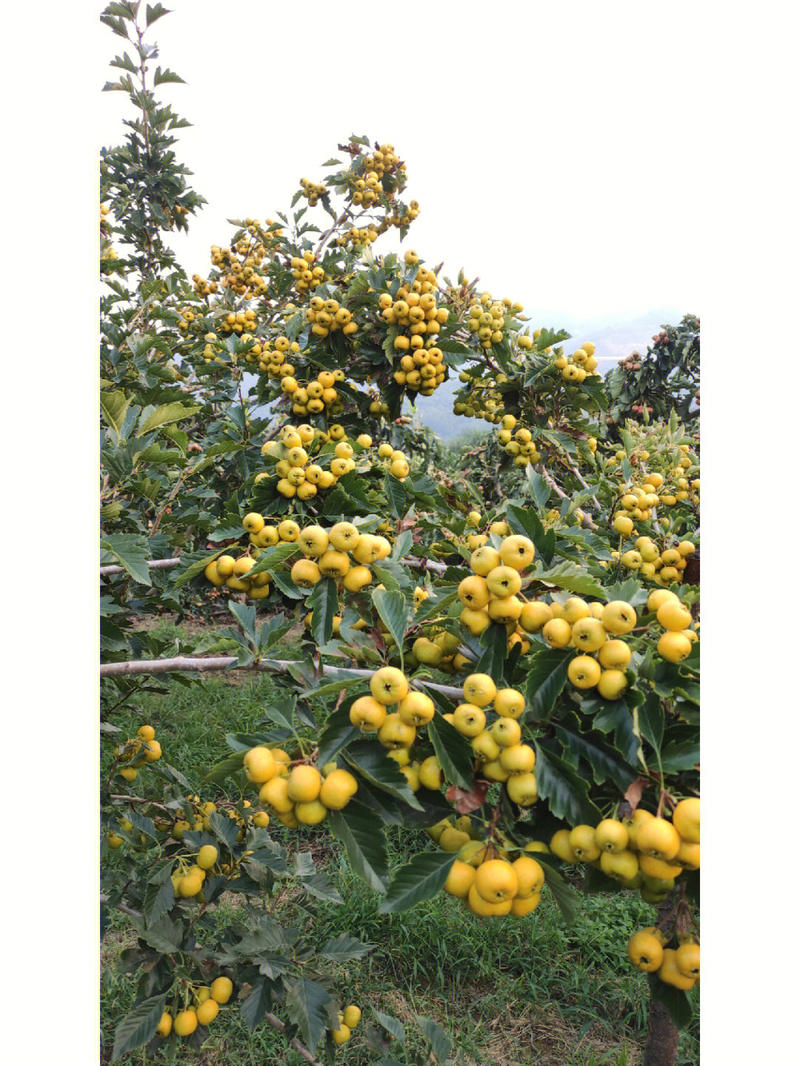 黄山楂(阿尔泰山楂)树苗产量高挂果快根系发达死苗补
