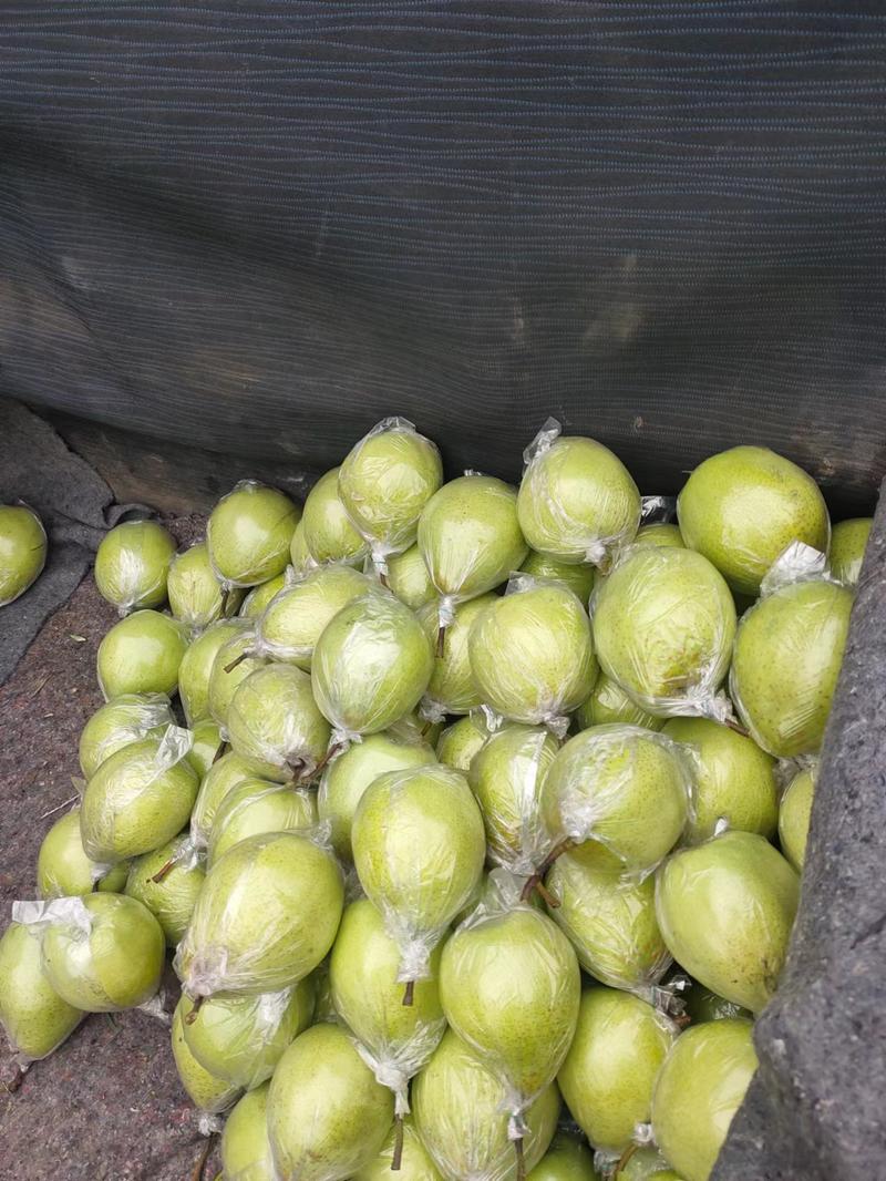 鸭梨货源充足水晶鸭梨品种多欢迎来电咨询