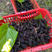 黑珍珠桑树苗挂果快产量高存活率高死苗补发