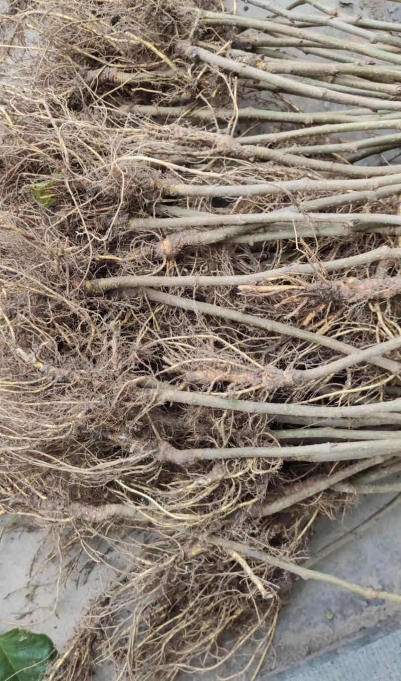 长果桑苗现挖现发根系发达保湿发货死苗补发