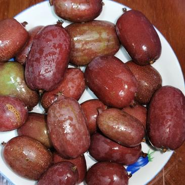红心软枣猕猴桃苗存活率高挂果快产量高保湿发货