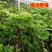 红芽绿香椿苗保湿发货根系发达存活率高