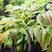 红芽绿香椿苗保湿发货根系发达存活率高