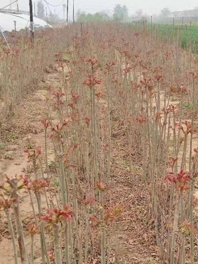 红油香椿苗根系发达保湿发货现挖现发好管理
