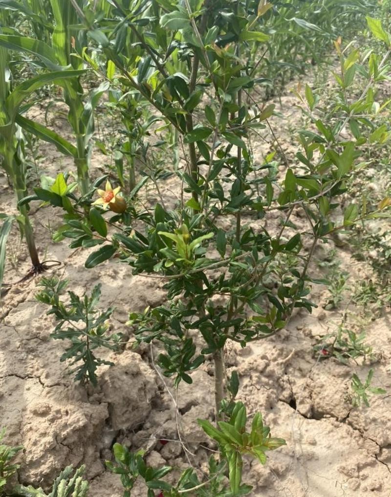 以色列软籽石榴树苗好管理产量高挂果快量大优惠