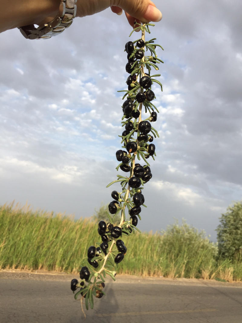 黑果枸杞苗产量高先挖现发保湿发货挂果快