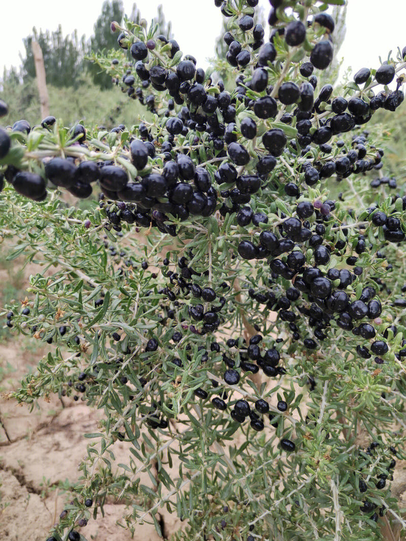 黑果枸杞苗产量高先挖现发保湿发货挂果快