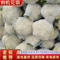 有机花菜陕西三原有机菜花大量供应大量上市中，颜色乳白