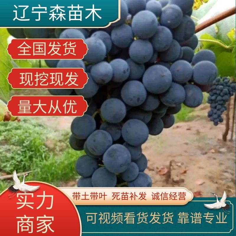 优质辽峰葡萄苗生长旺，货充足产量高产地现挖现发