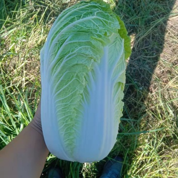 万亩高山旱地大白菜