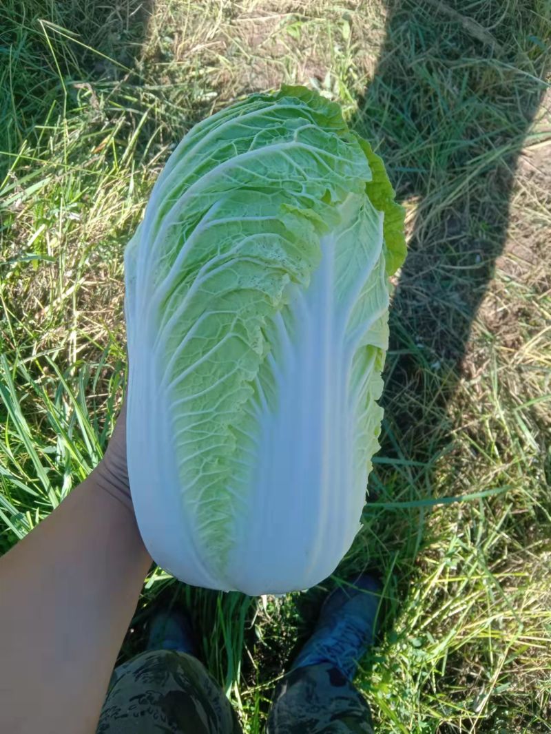 万亩高山旱地大白菜
