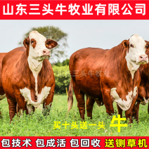 活牛肉牛犊黄牛西门塔尔牛免费送货买10送1