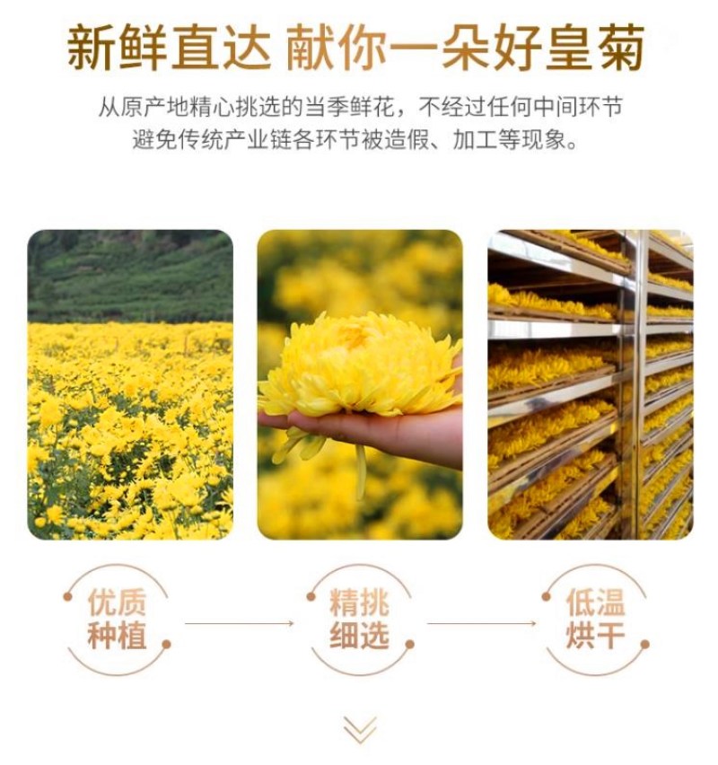 皇菊精选手工泡茶滋补料理养身食材菊花泡茶泡水礼物