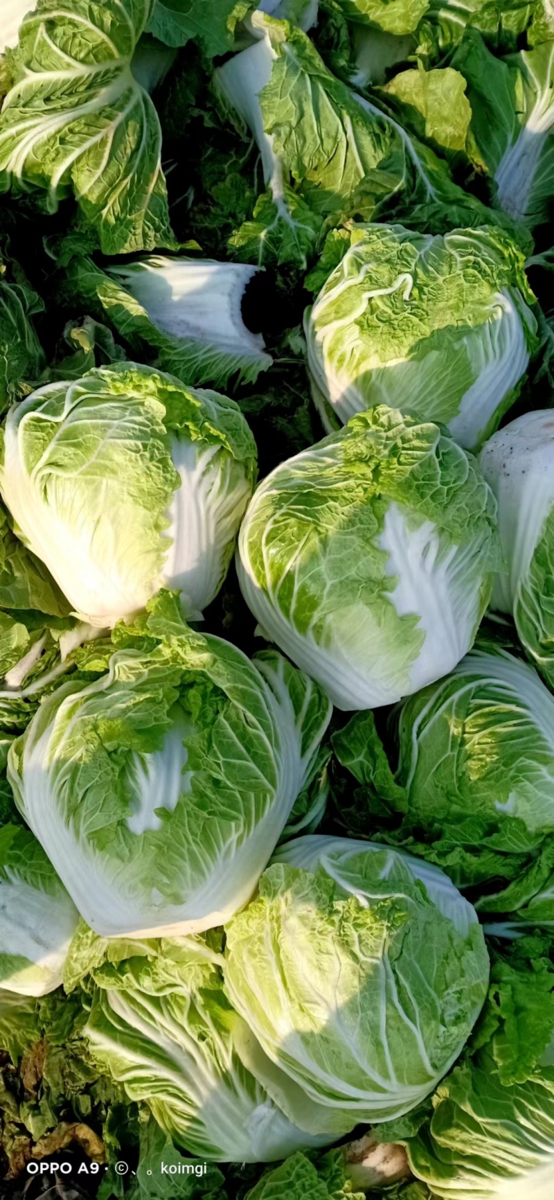 【实力】精品白菜夏阳白菜大量上市，质优价廉欢迎订购
