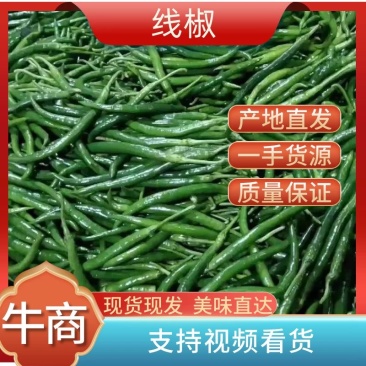 精品线椒产地发货大量供应供应欢迎老板实地考察采购