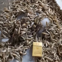 山坑鱼小黄鱼3-5公分，产地发货，对接大型批发商