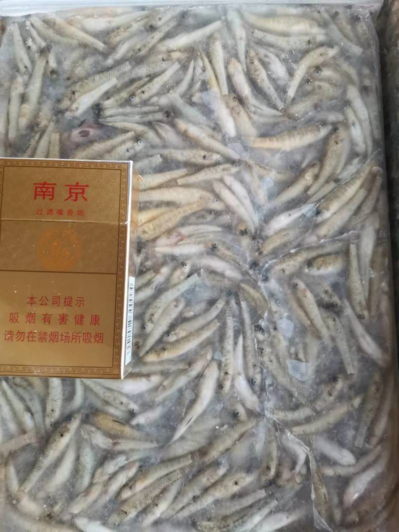 山坑鱼小黄鱼3-5公分，产地发货，对接大型批发商