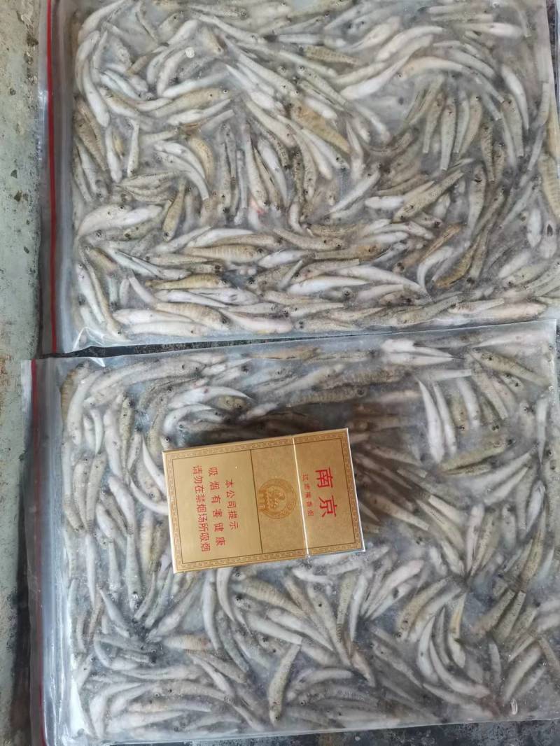 山坑鱼小黄鱼3-5公分，产地发货，对接大型批发商